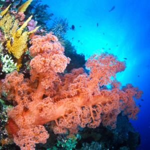 Flinder's Reef - Marc Montocchio