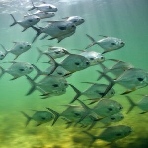 Travel Permit - Marc Montocchio