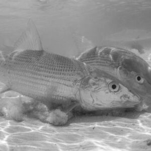 Bone Duel - Marc Montocchio