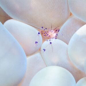 Bubble SHrimp - Marc Montocchio